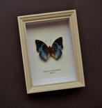 Vlinder Taxidermie volledige montage - Charaxes smaragdalis, Verzamelen, Dierenverzamelingen, Nieuw