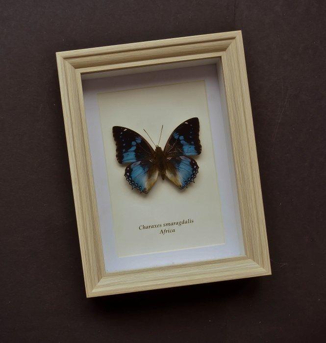 Vlinder Taxidermie volledige montage - Charaxes smaragdalis, Verzamelen, Dierenverzamelingen