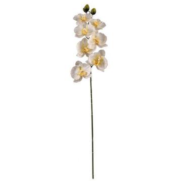PANDA ORCHIDEE SPRAY CREAM PANDA ORCHIDEE SPRAY CREA
