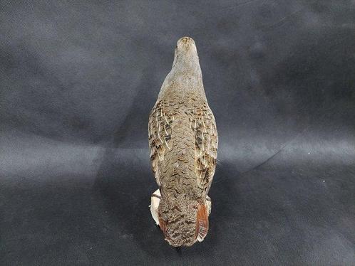 Grijze parelhoen Taxidermie volledige montage - Perdix, Verzamelen, Dierenverzamelingen