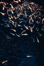 Jorge Omeñaca - Fish constellatio