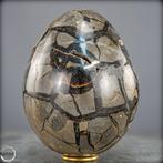 Natuurlijke septariën-drusen in ei-vorm – Krachtige, Verzamelen