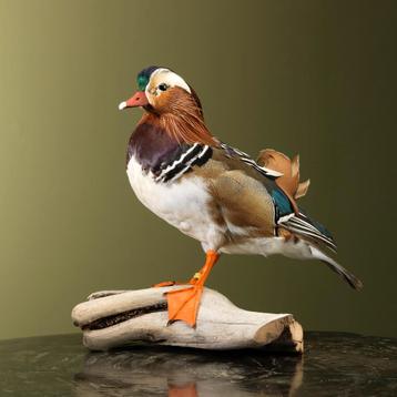 Mandarijneend Taxidermie Opgezette Dieren By Max, Ophalen of Verzenden, Opgezet dier