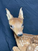 Ree Taxidermie volledige montage - Capreolus Capreolus - 40, Verzamelen, Nieuw