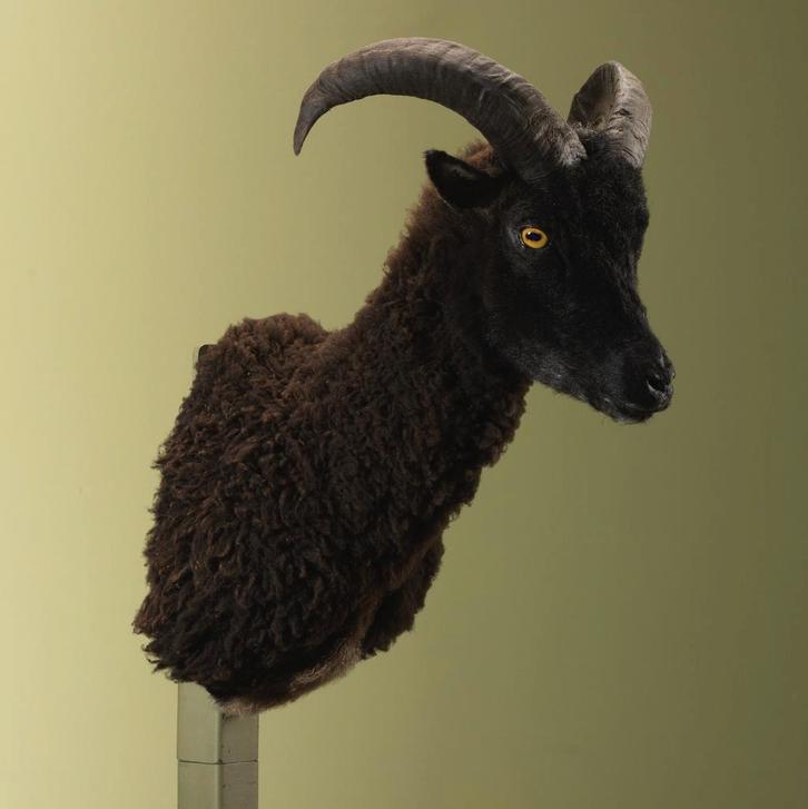 Schaap Taxidermie Opgezette Dieren By Max, Collections, Collections Animaux, Enlèvement ou Envoi
