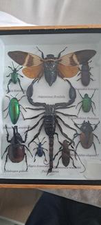 Schorpioen Taxidermie volledige montage - Palamnaeus - 20 cm