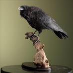 Raaf Taxidermie Opgezette Dieren By Max, Ophalen of Verzenden, Nieuw, Vogel, Opgezet dier