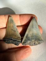 grote witte haai - Fossiele tand - Cosmopolitodus hastalis -