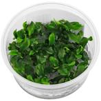 In-Vitro cup Bucephalandra Green - aquariumplant 100cc, Dieren en Toebehoren, Nieuw, Verzenden