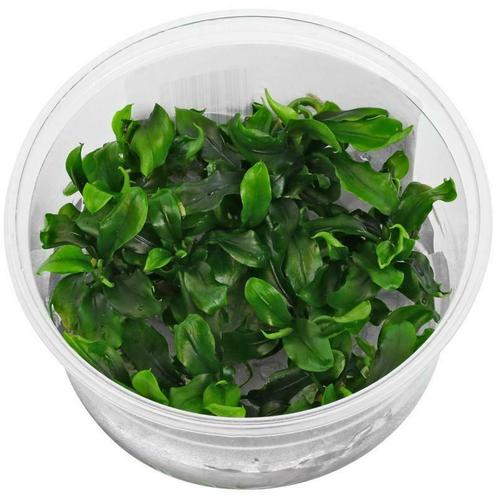 In-Vitro cup Bucephalandra Green - aquariumplant 100cc, Dieren en Toebehoren, Vissen | Aquaria en Toebehoren, Verzenden