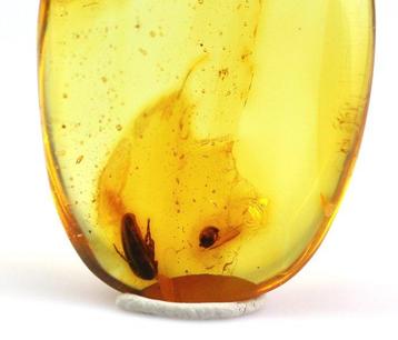 Authentieke Baltische Amber met Fossiele Insecten KEVER