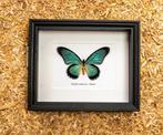 Vlinder Taxidermie volledige montage - Papilio zalmoxis -