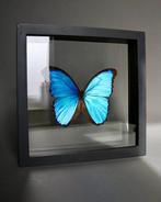 Papillon Support de corps entier pour taxidermie - Morpho, Antiek en Kunst
