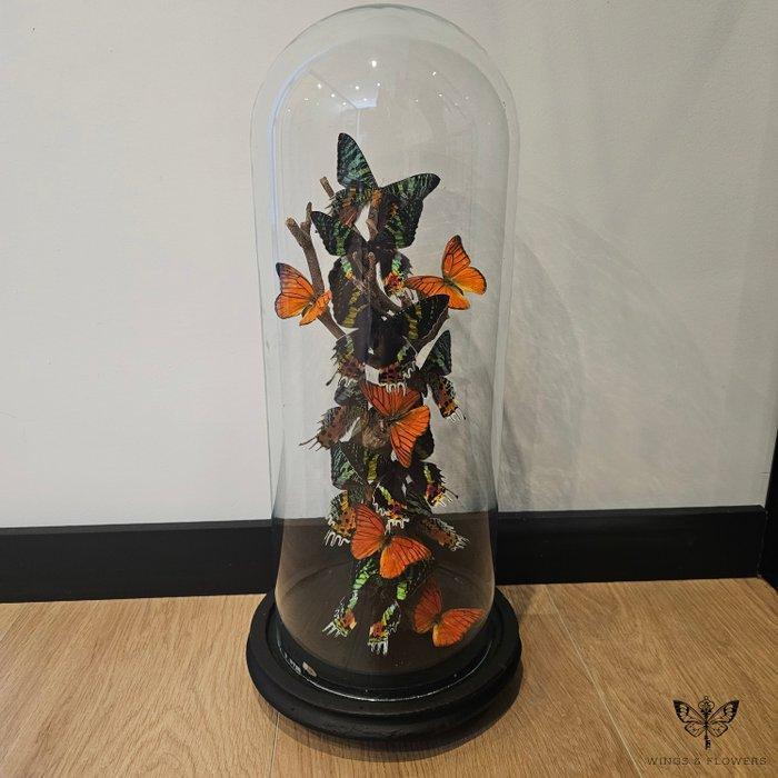 Vlinder Taxidermie volledige montage - Appias Nero, Urania, Verzamelen, Dierenverzamelingen