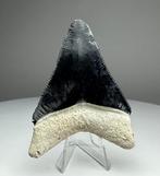 Megalodon - Fossiele tand - 6.4 cm - 5 cm, Verzamelen