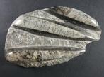Orthoceras - Gefossiliseerd dier - 14 cm (Zonder