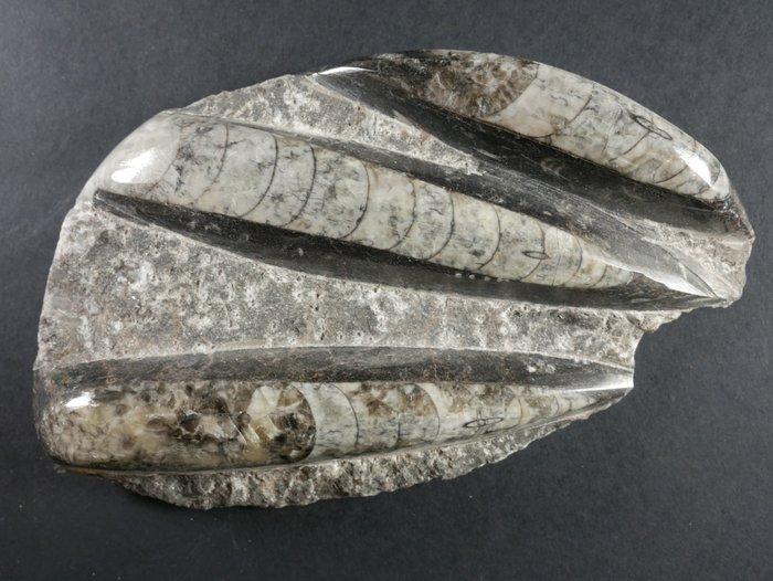 Orthoceras - Gefossiliseerd dier - 14 cm (Zonder, Verzamelen, Mineralen en Fossielen
