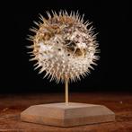 Gedroogde Vulpesc (Diodon sp.) - Taxidermie volledige, Nieuw