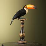 Reuzentoekan Taxidermie Opgezette Dieren By Max, Ophalen of Verzenden, Nieuw, Vogel, Opgezet dier