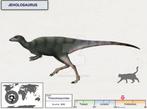 Dinosaurus - Fossiel skelet - Jeholosaurus - 48 cm - 91 cm
