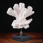 Centre de table - Superbe Branche de Corail Blanc -, Verzamelen, Nieuw