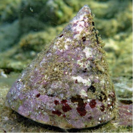 Tectus pyramis slak L (Ong. 5 cm), Dieren en Toebehoren, Overige Dieren