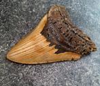 Megalodon - Fossiele tand - 12.5 cm - 9.5 cm