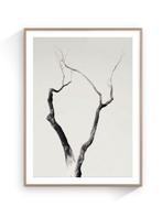 Jorge Omeñaca - Cornibus Foresta