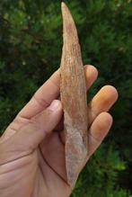 Haai - Fossiel wervelbot - Hybodus. - 17 cm (Zonder