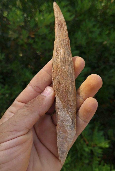 Haai - Fossiel wervelbot - Hybodus. - 17 cm (Zonder, Verzamelen, Mineralen en Fossielen