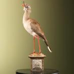 Kuifseriema Taxidermie Opgezette Dieren By Max, Verzamelen, Ophalen of Verzenden, Nieuw, Vogel, Opgezet dier