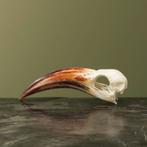 Roodsnaveltok M Schedel Taxidermie Opgezette Dieren By Max, Verzamelen, Dierenverzamelingen, Ophalen of Verzenden, Nieuw, Vogel