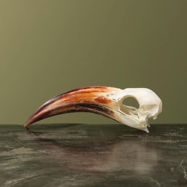 Roodsnaveltok M Schedel Taxidermie Opgezette Dieren By Max, Collections, Collections Animaux, Enlèvement ou Envoi