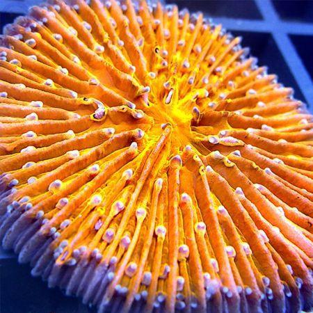 Fungia sp Ultra Oranje (Flat disc) M (Ong. 3-4 cm), Animaux & Accessoires, Poissons | Poissons d'aquarium