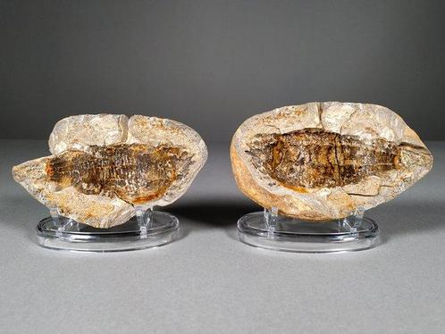 Fossiele vis - Fossiele plaatmatrix - Pteronisculus, Verzamelen, Mineralen en Fossielen