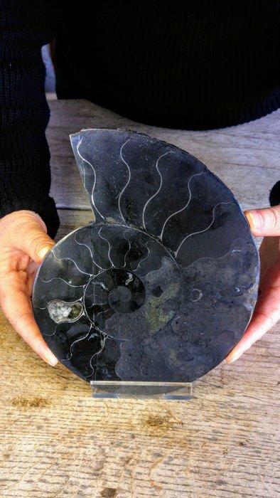 Nautile - Squelette fossile - Rare Black colour - Ammonite, Antiquités & Art, Curiosités & Brocante