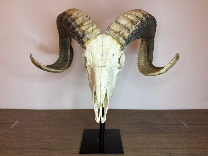 ramschedel op standaard Schedel op een standaard - Ovis, Antiek en Kunst, Curiosa en Brocante