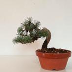 Japanse witte den bonsai - Pinus pentaphylla, Tuin en Terras, Planten | Tuinplanten, Overige soorten, Volle zon, Vaste plant, Verzenden
