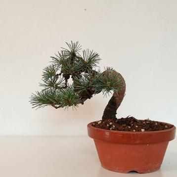 Japanse witte den bonsai - Pinus pentaphylla beschikbaar voor biedingen
