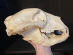 Zwarte beer Schedel - Ursus americanus - 17 cm - 10 cm - 30
