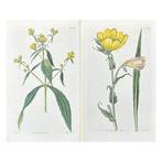 John Curtis (1791–1862) - Set of 2 Botanical Prints -, Antiek en Kunst