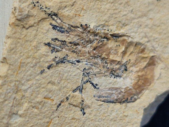 garnalen - Gefossiliseerd dier - Carpopenaeus callirostris -, Verzamelen, Mineralen en Fossielen