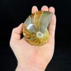 Gepolijste nautiloïde - Gefossiliseerde schelp - Cymatoceras