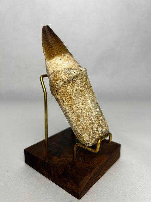 Mosasaurus - Fossiele tand - 10.5 cm - 4 cm (Zonder, Verzamelen, Mineralen en Fossielen