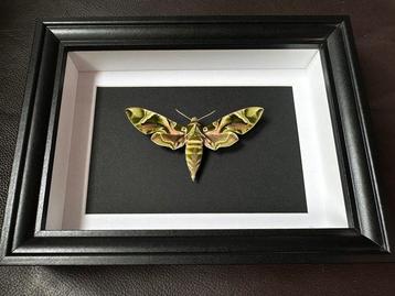 Vlinder Taxidermie volledige montage - Sphinx Daphnis Nerii beschikbaar voor biedingen
