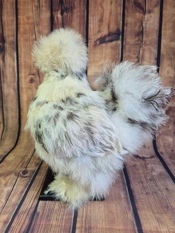 kip Support de corps entier pour taxidermie - Gallus gallus beschikbaar voor biedingen