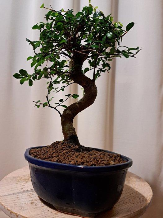 Chinese iep bonsai (Ulmus parviflora) - Hoogte (boom): 23 cm, Antiek en Kunst, Curiosa en Brocante