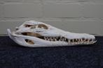 Large Nile Crocodile Schedel - Crocodylus niloticus (with, Verzamelen, Dierenverzamelingen, Nieuw