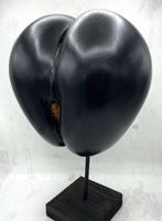 Coco de mer Taxidermie volledige montage - Lodoicea, Nieuw