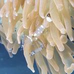 Ancylocaris brevicarpalis (Clowns garnaal)